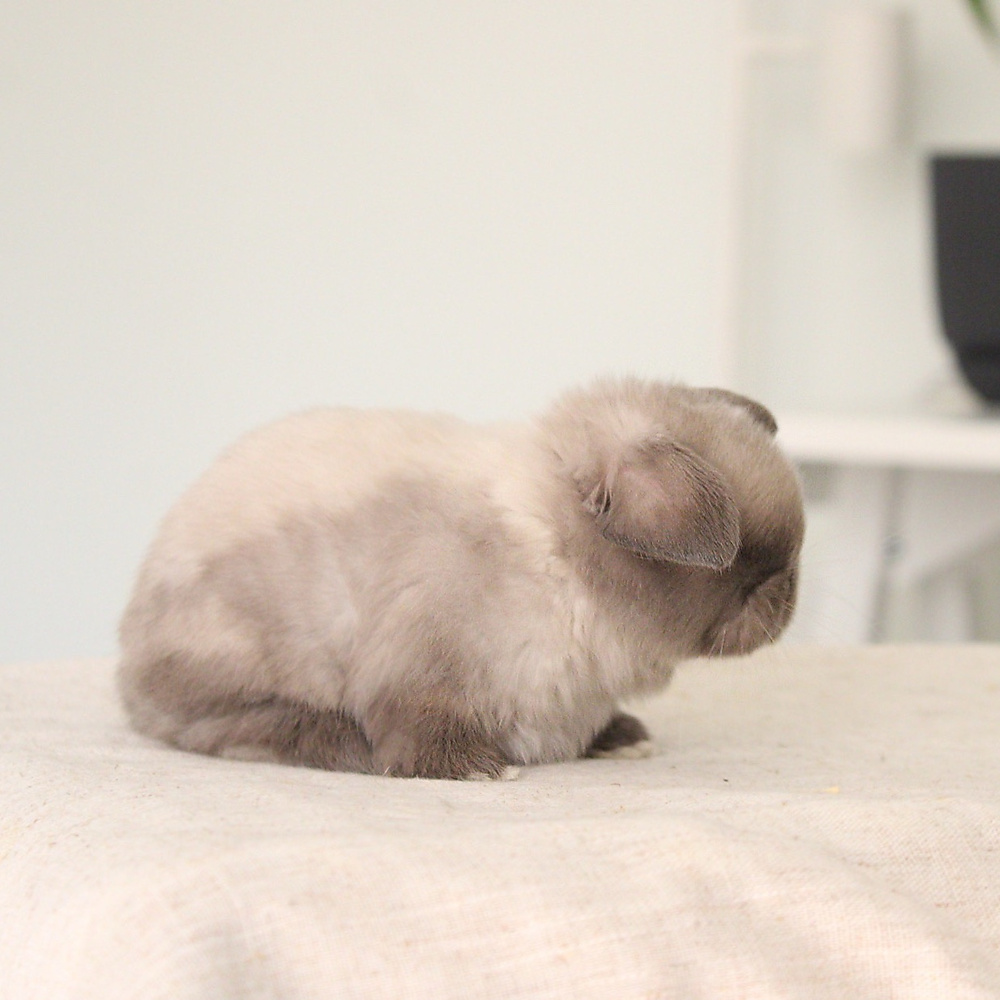 Holland lop - sable point