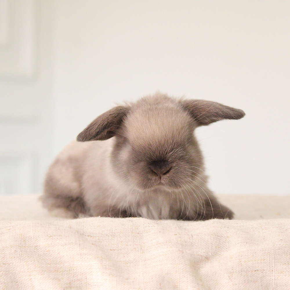 Holland lop - sable point