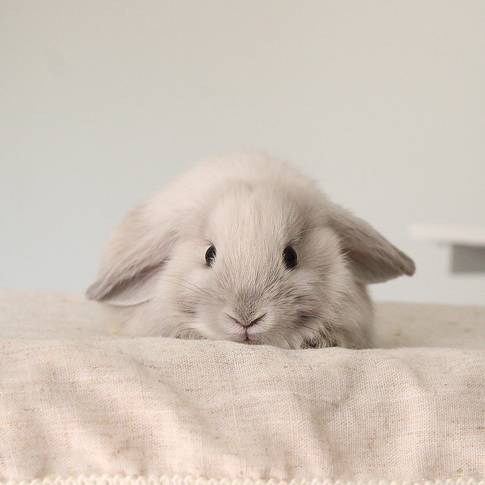 mini lop