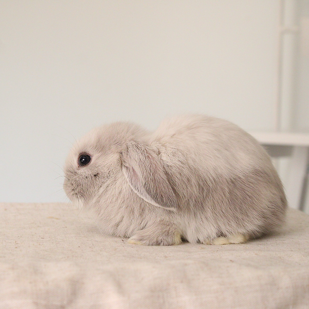 mini lop
