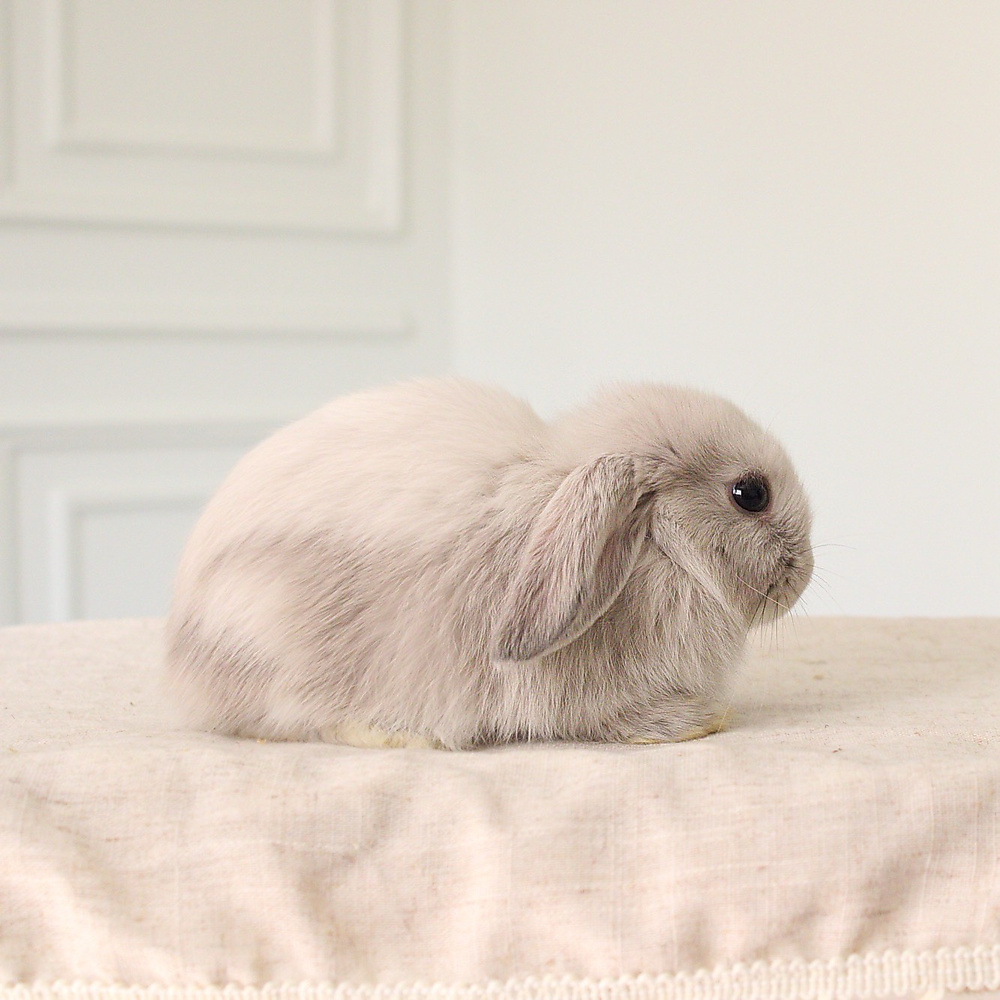 mini lop