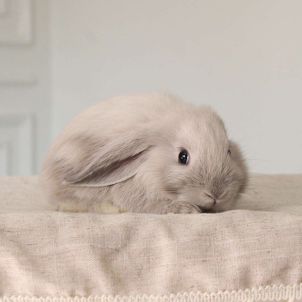 mini lop