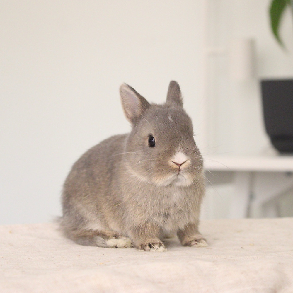 Netherland dwarf opal vm