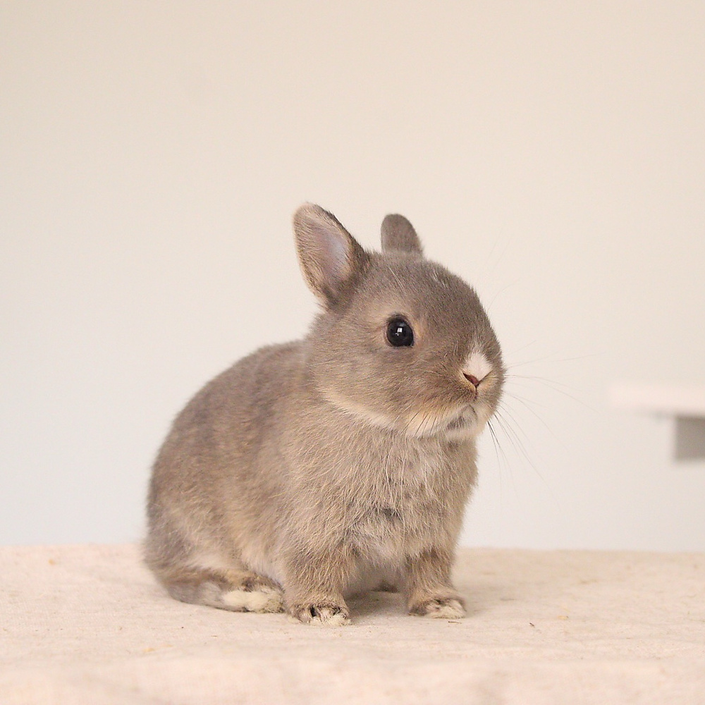 Netherland dwarf opal vm