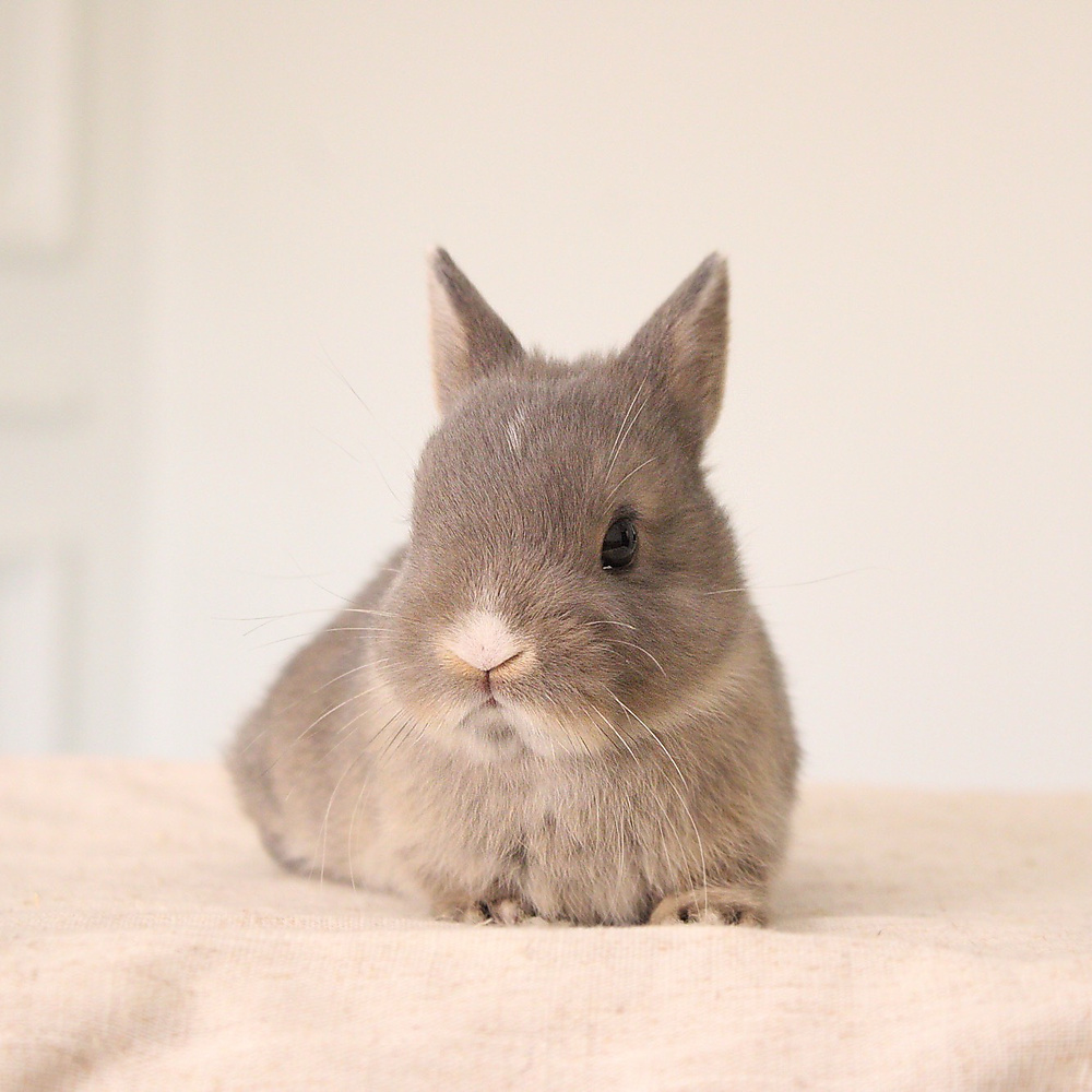 Netherland dwarf opal vm