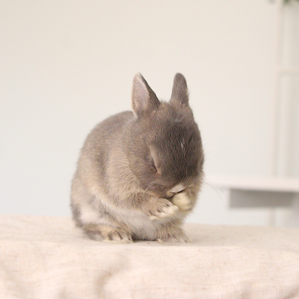 Netherland dwarf opal vm