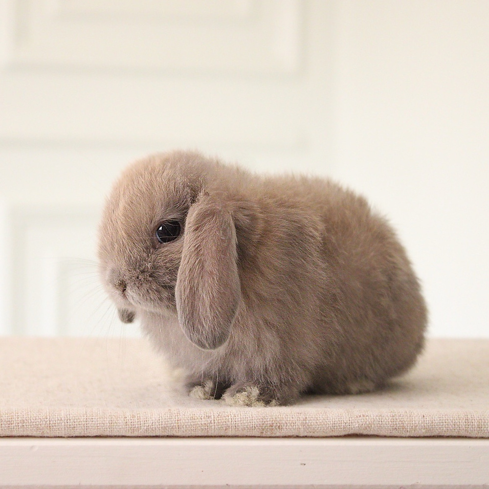 Holland lop - blue tort