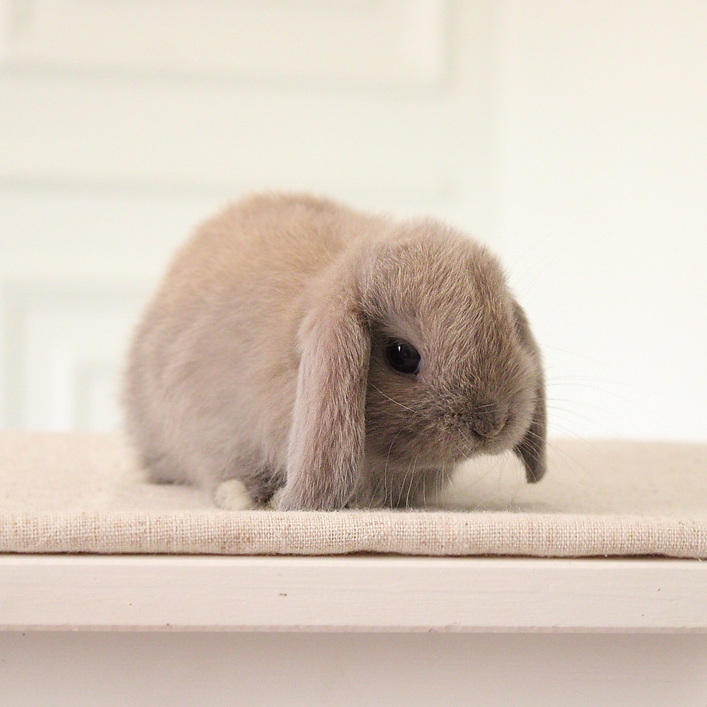Holland lop - blue tort