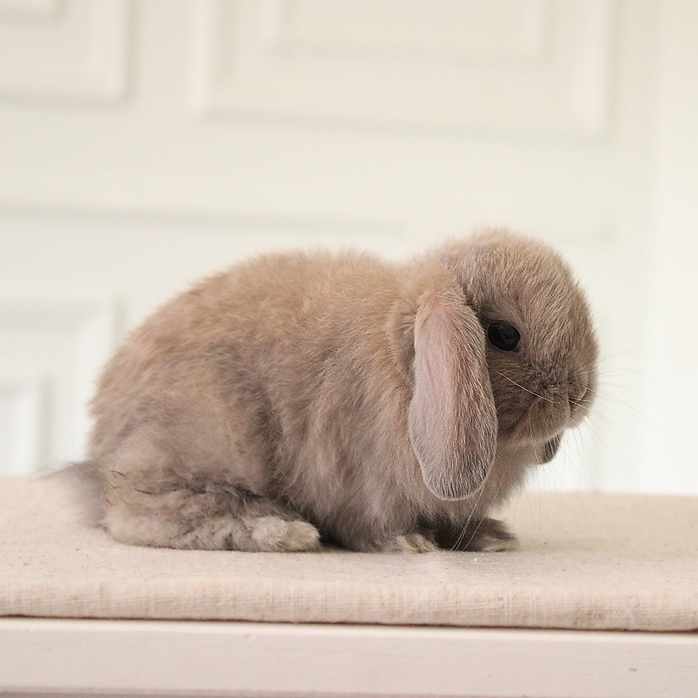 Holland lop - blue tort