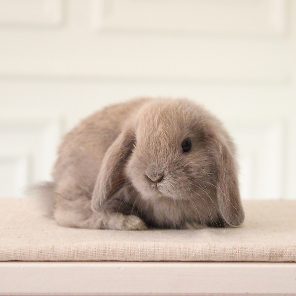 Holland lop - blue tort
