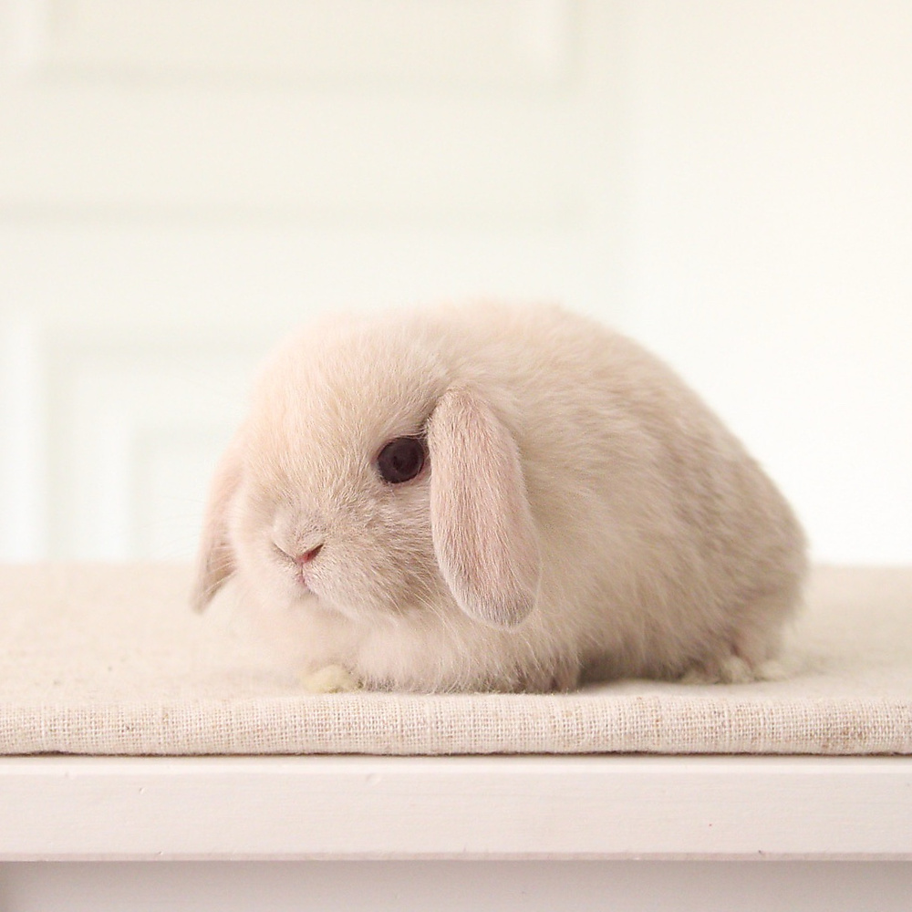 Holland lop - lilac tort