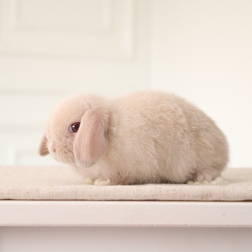 Holland lop - lilac tort