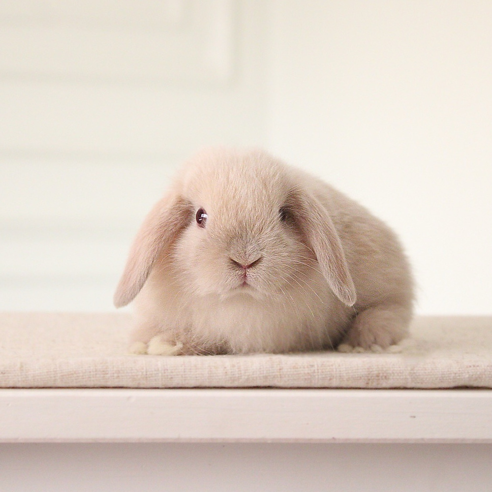 Holland lop - lilac tort