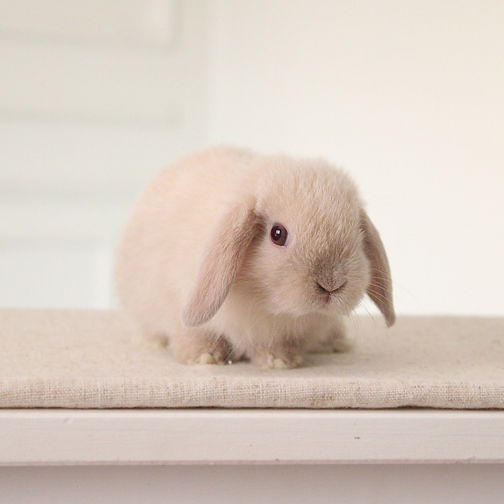 Holland lop - lilac tort