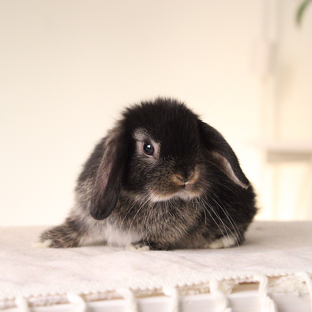 Holland lop - black otter
