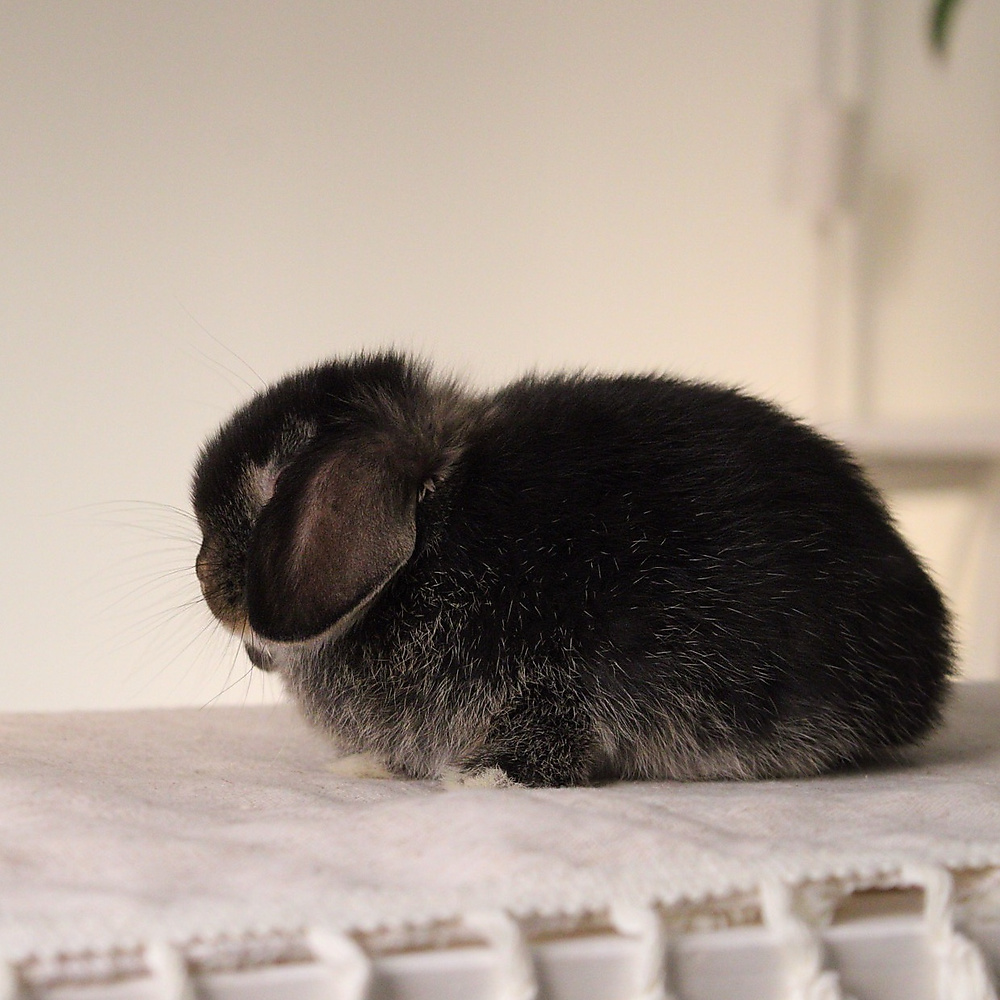 Holland lop - black otter