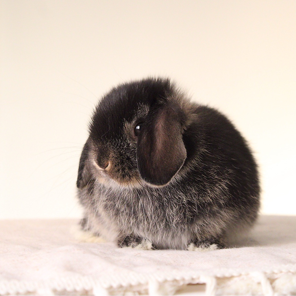 Holland lop - black otter
