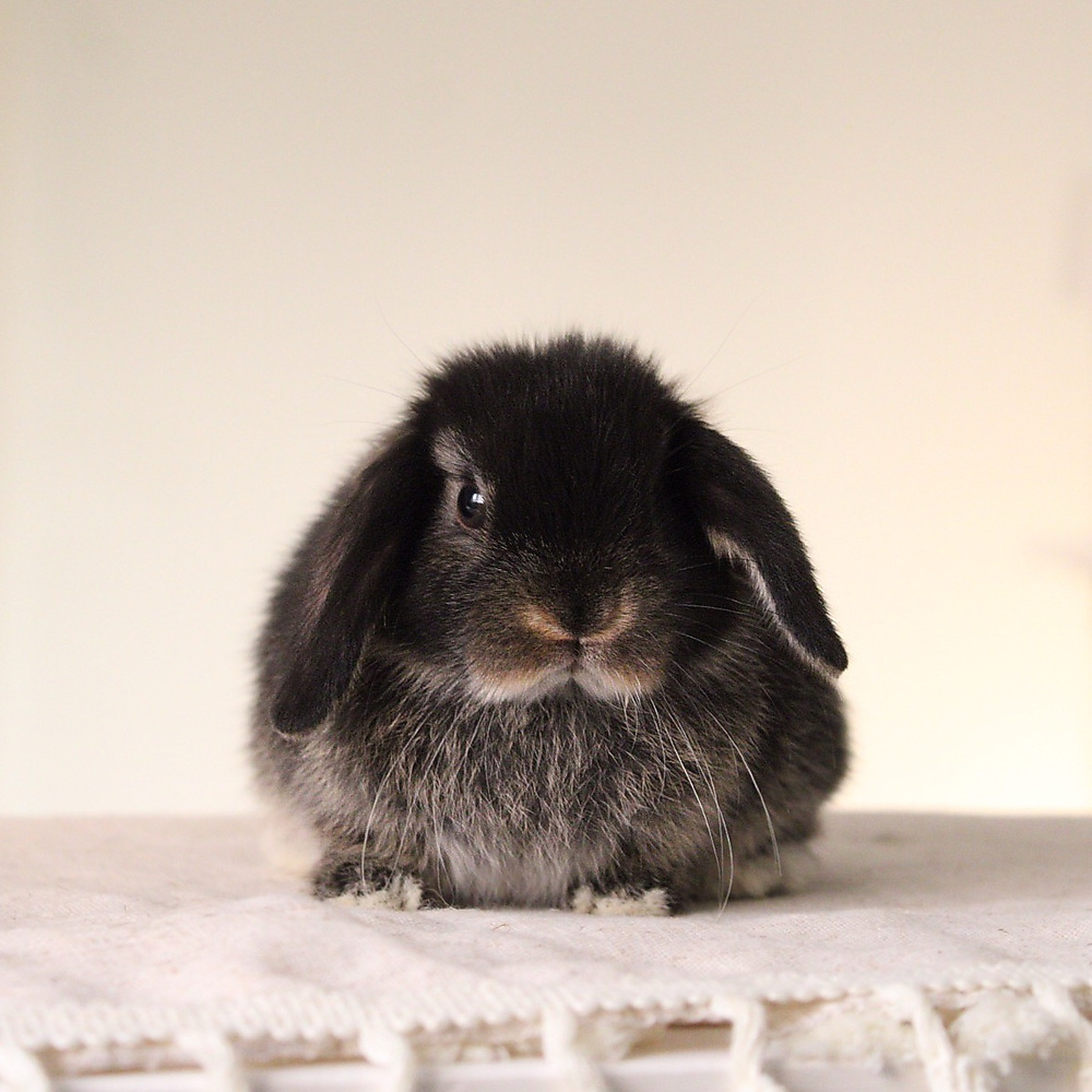 Holland lop - black otter