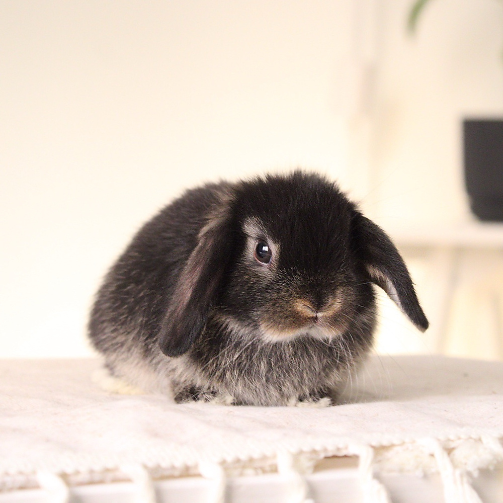 Holland lop - black otter