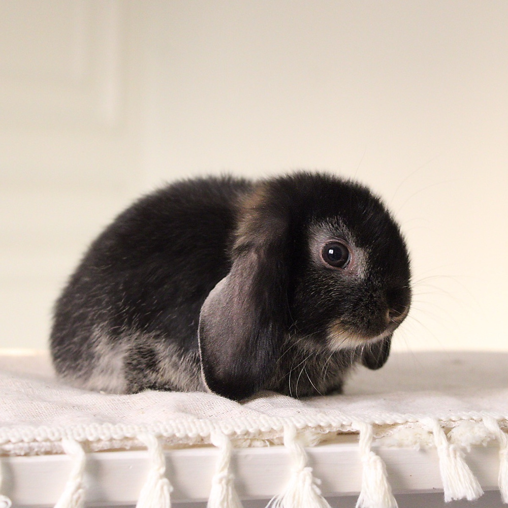 Holland lop - black otter