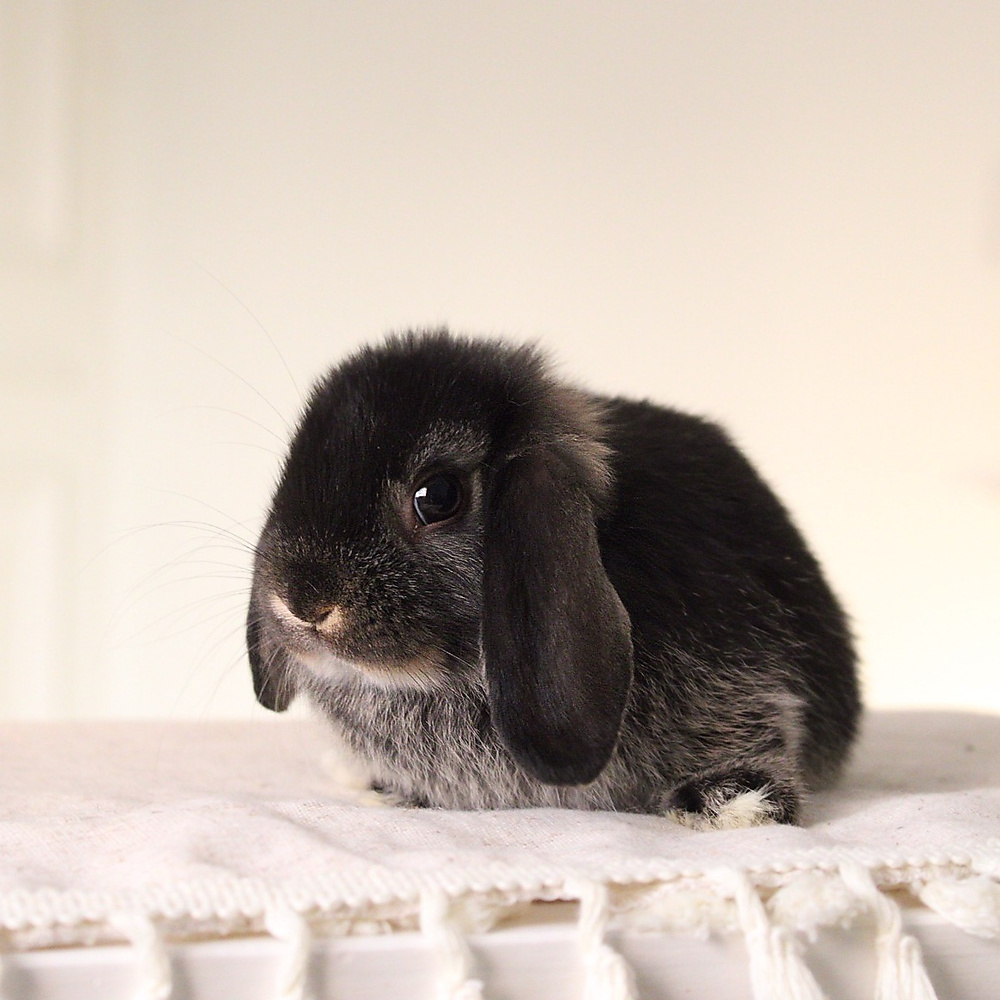 Holland lop - black otter