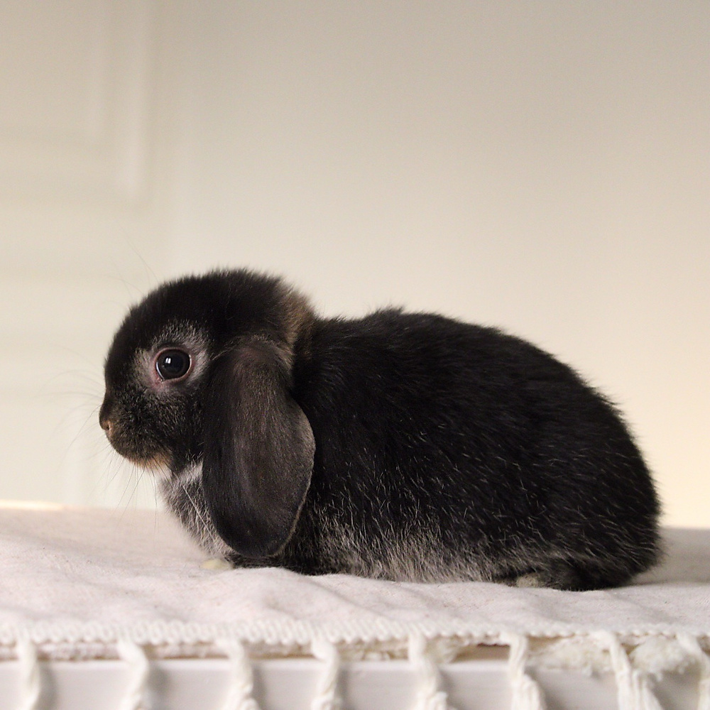 Holland lop - black otter