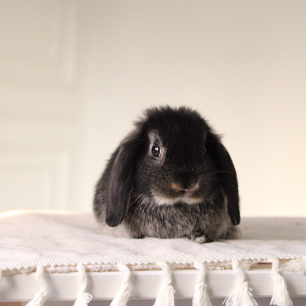 Holland lop - black otter