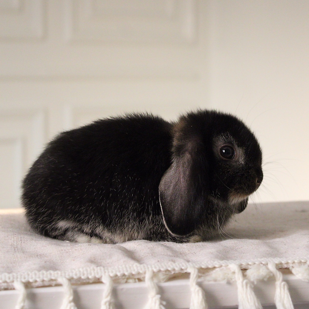 Holland lop - black otter