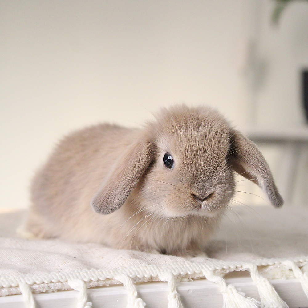Holland lop - cream
