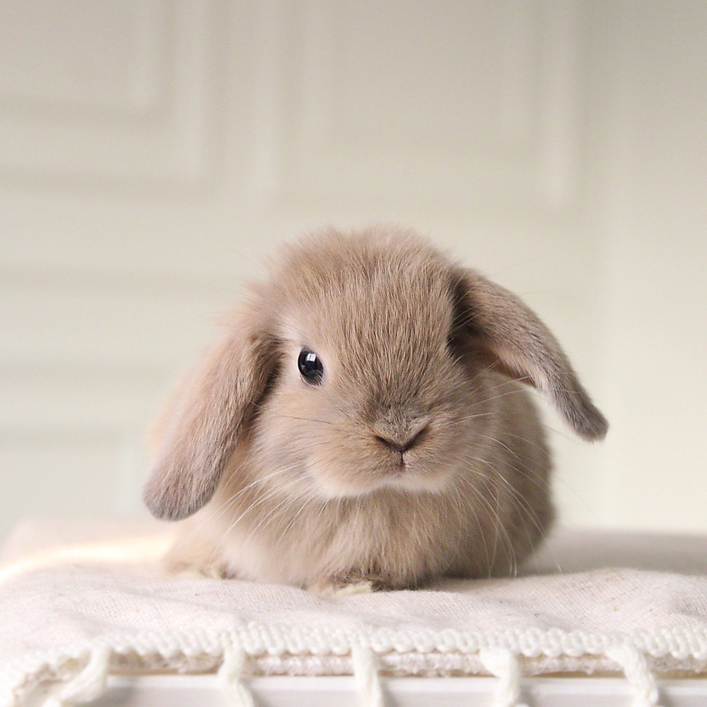 Holland lop - cream