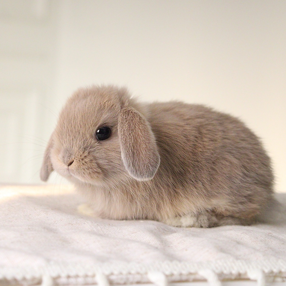Holland lop - cream