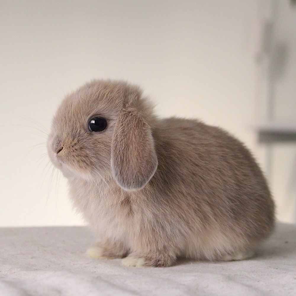 Holland lop - cream