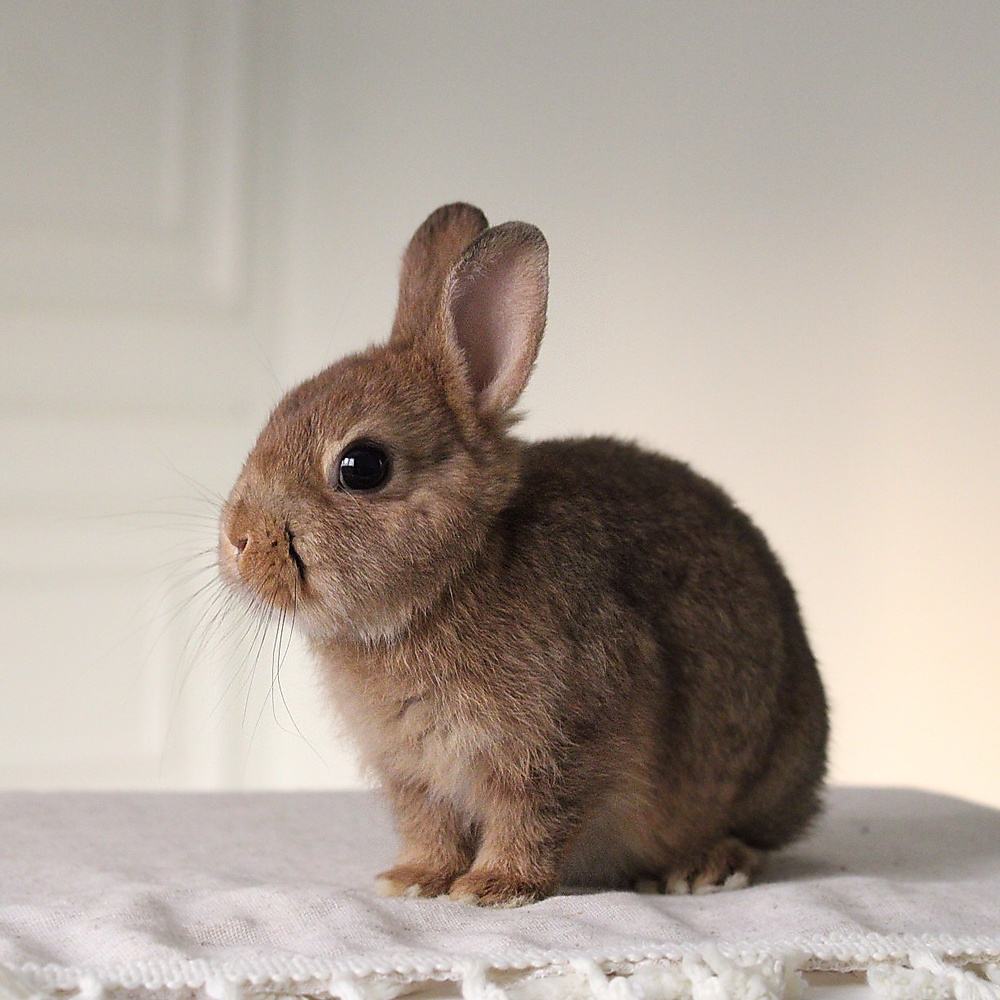 Netherland dwarf chestnut