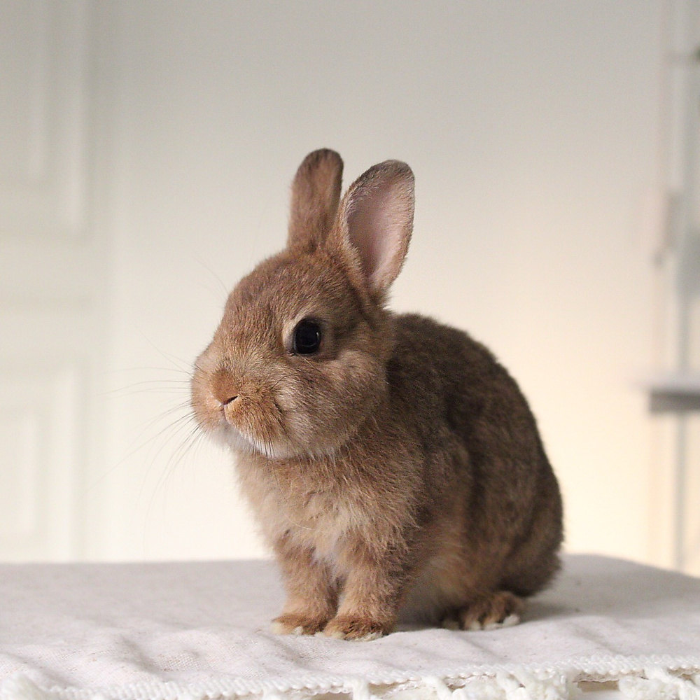 Netherland dwarf chestnut