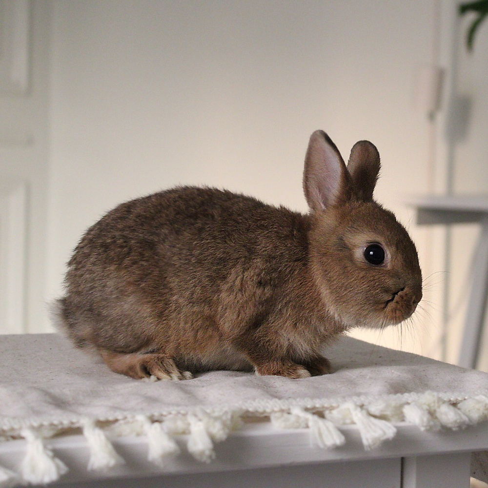 Netherland dwarf chestnut