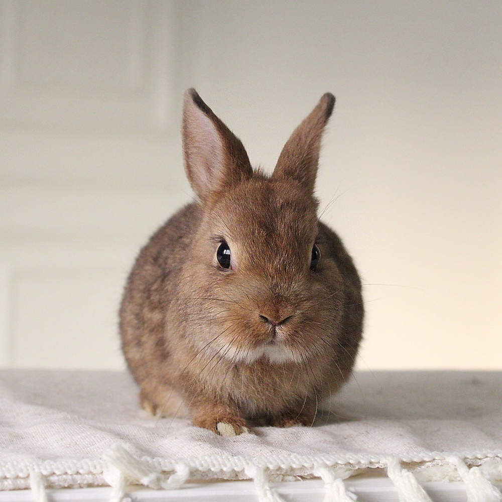 Netherland dwarf chestnut