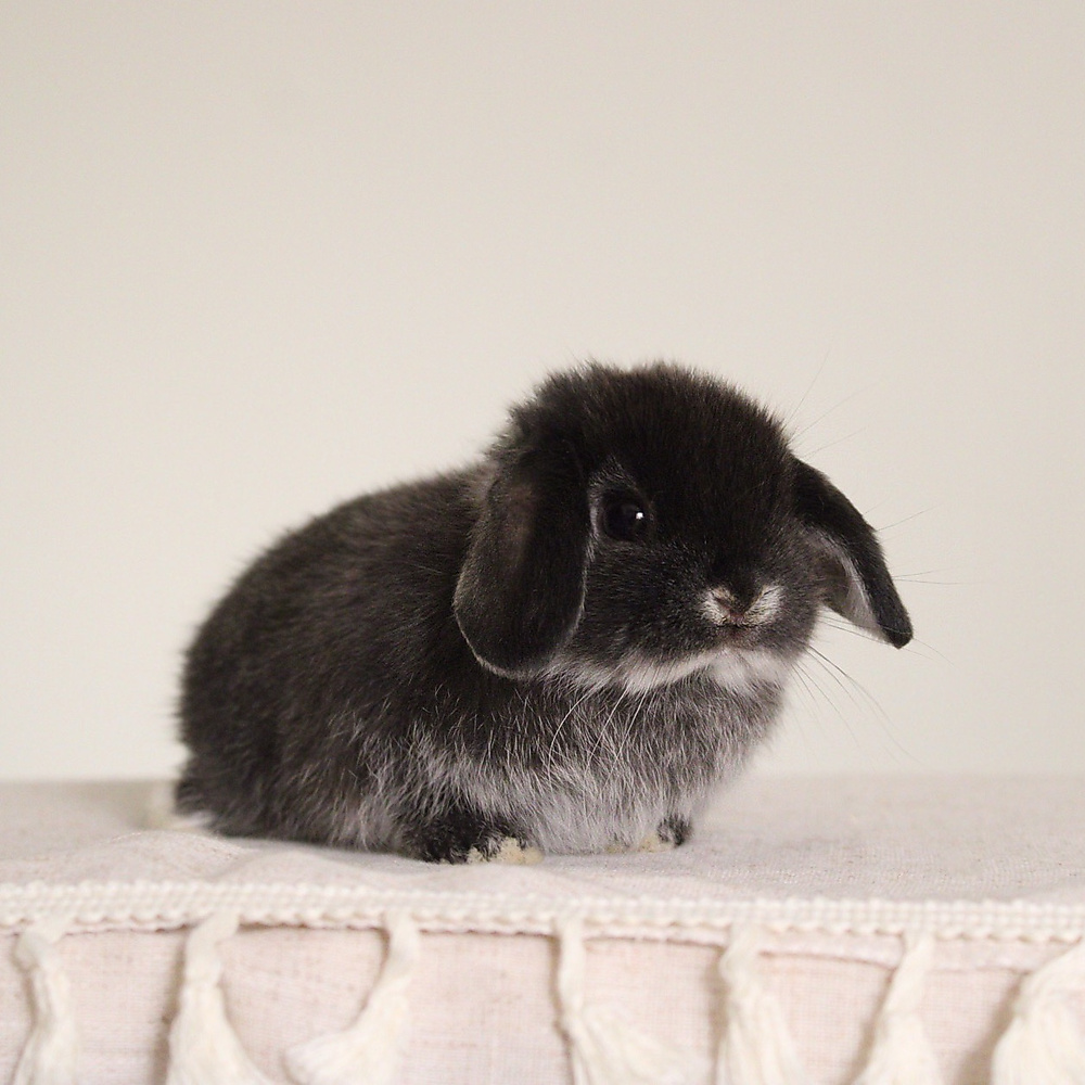 Holland lop - black silver marten