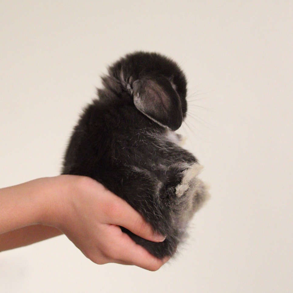 Holland lop - black silver marten