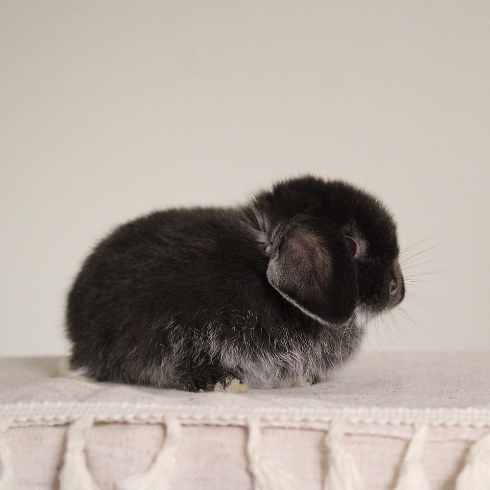 Holland lop - black silver marten