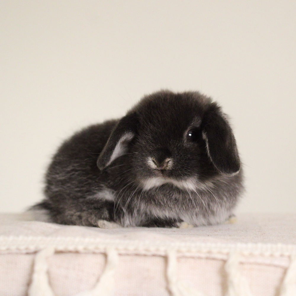 Holland lop - black silver marten
