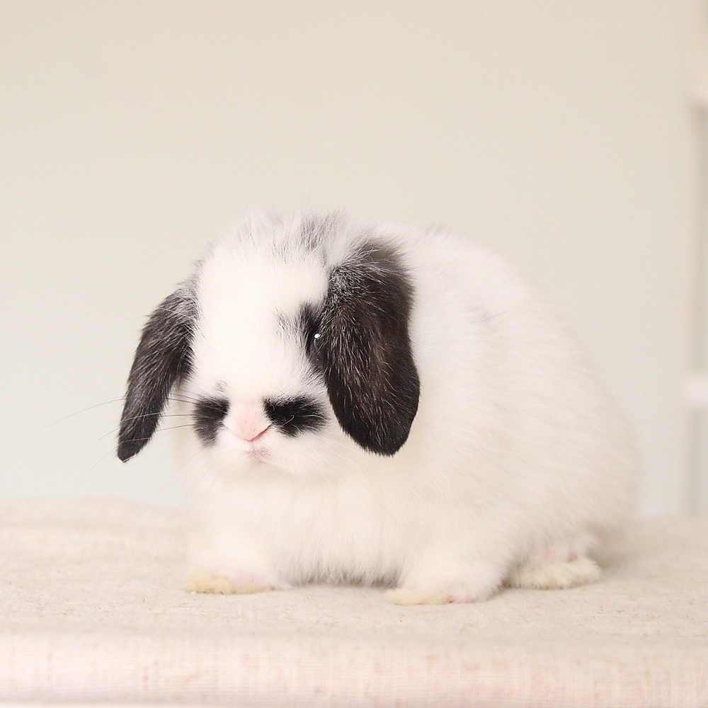 Holland lop - broken black