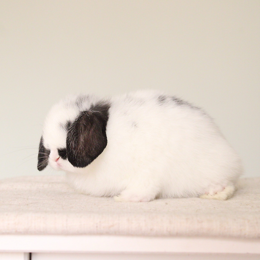 Holland lop - broken black