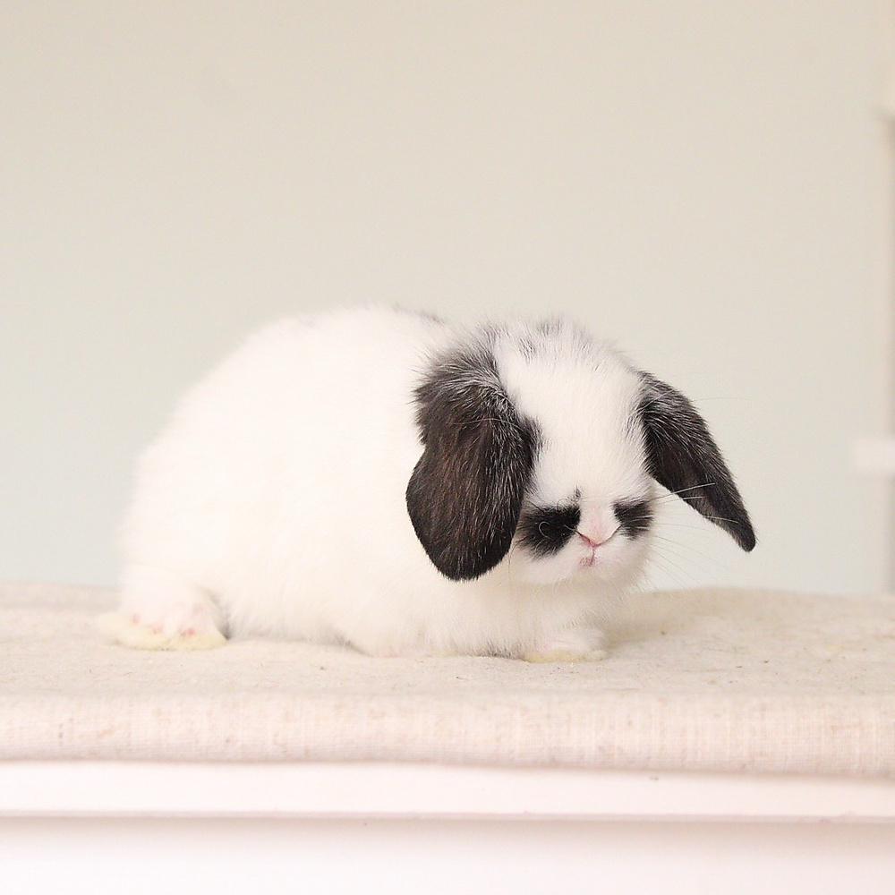 Holland lop - broken black