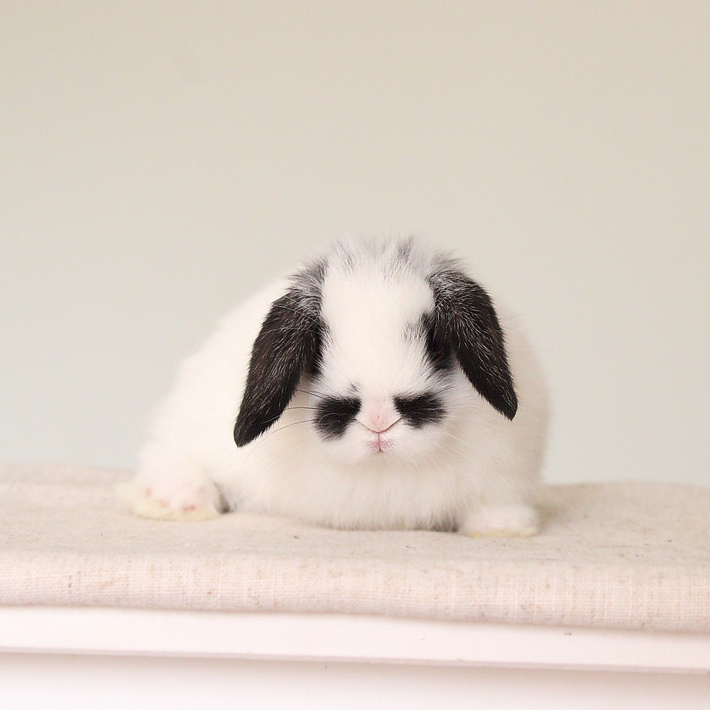 Holland lop - broken black