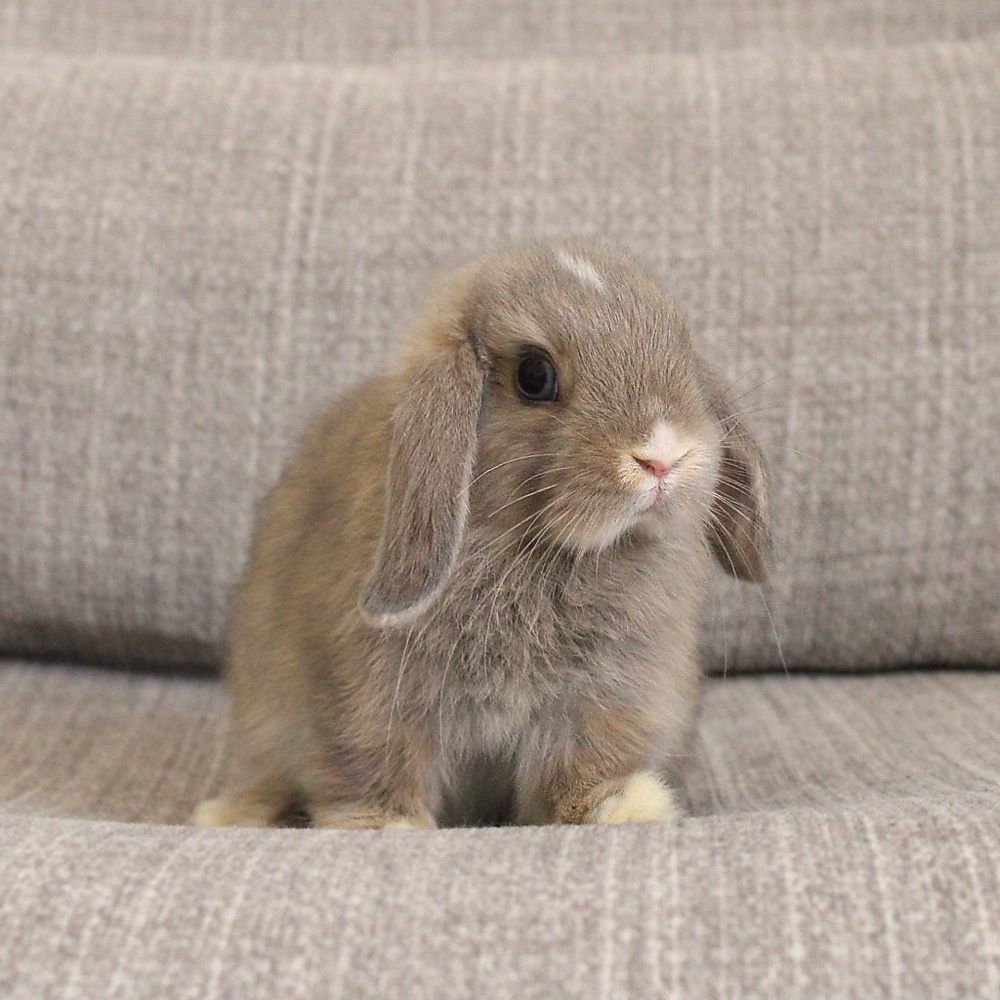 Holland lop -opal vm