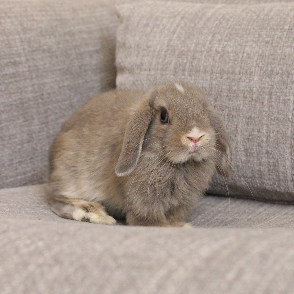 Holland lop -opal vm