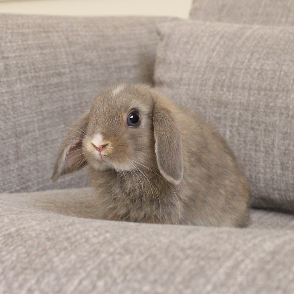 Holland lop -opal vm