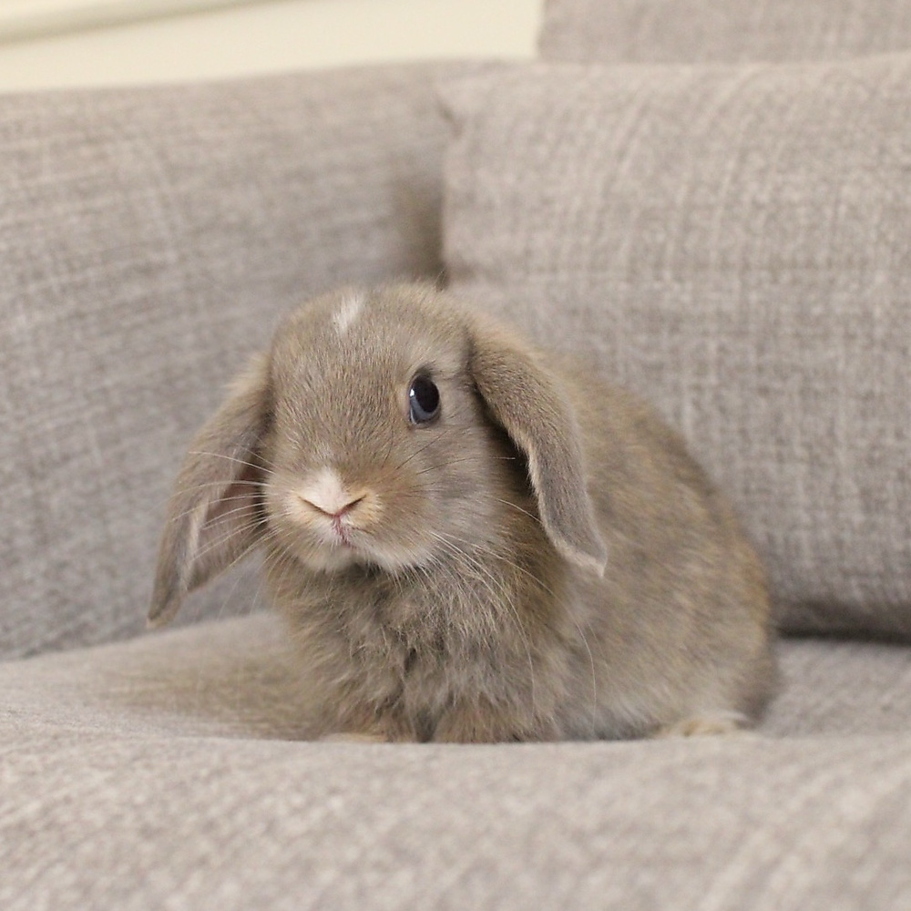 Holland lop -opal vm