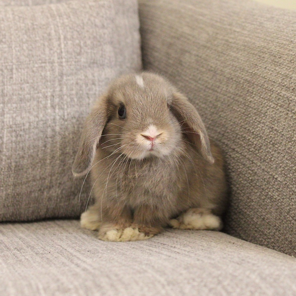 Holland lop -opal vm