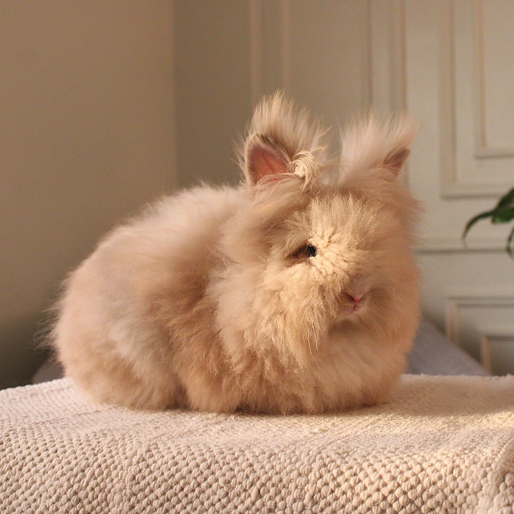 Teddy bear